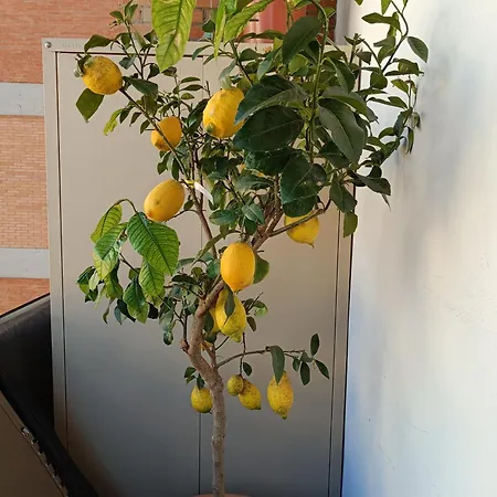 Firenzebella Florens